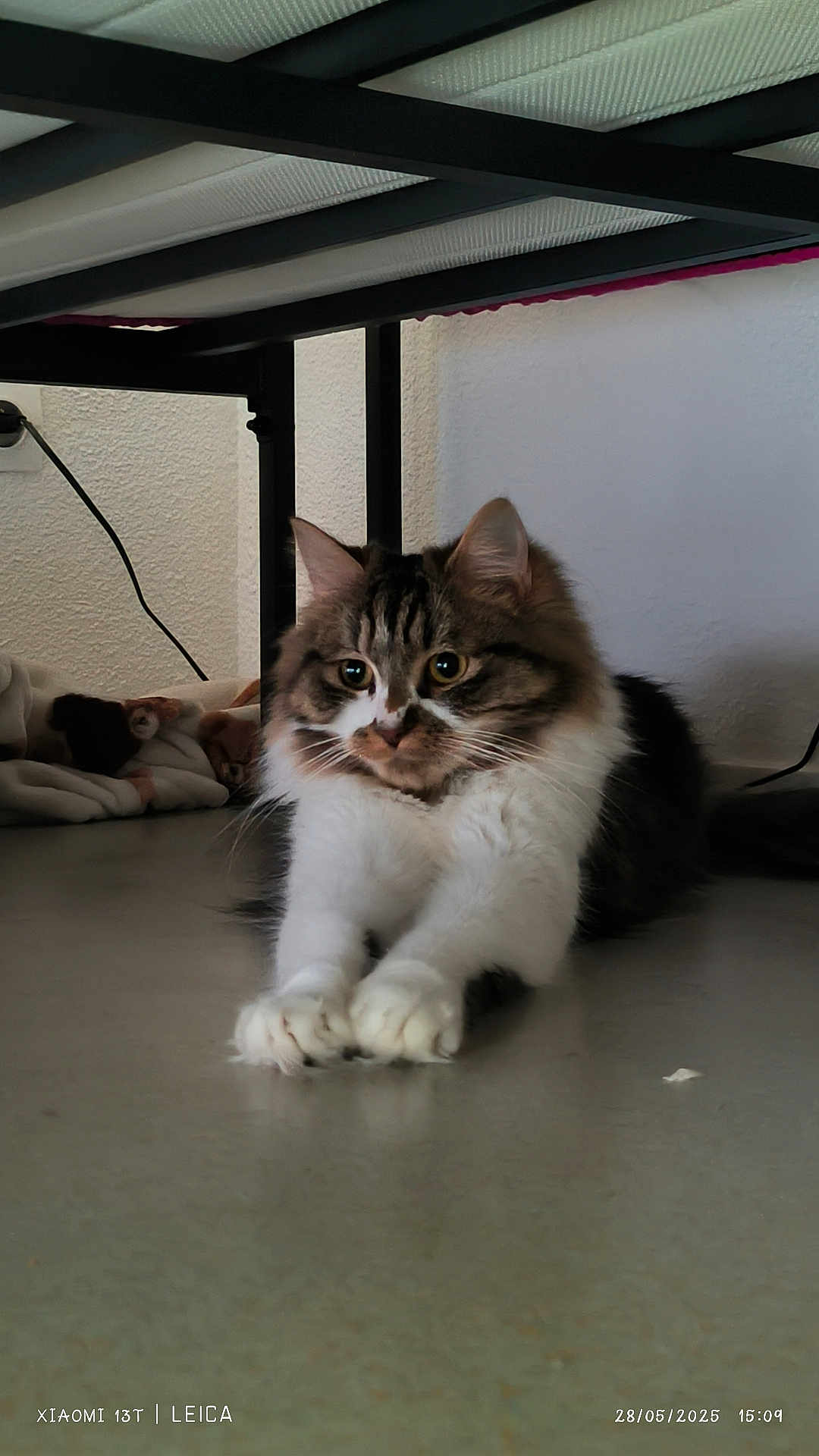Bouboule