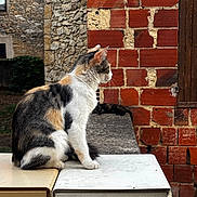 Lila a rejoint le concours — aidez-le/la à gagner de superbes lots ! animal, brick_wall, building, calico_cat, cat, daylight, fur, mailbox, nature, outdoor, pet, quiet, relaxed, rustic, side_view, sitting, stone_wall, texture, whiskers, window