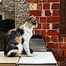animal, brick_wall, building, calico_cat, cat, daylight, fur, mailbox, nature, outdoor, pet, quiet, relaxed, rustic, side_view, sitting, stone_wall, texture, whiskers, window