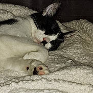 Aglaë a rejoint le concours — aidez-le/la à gagner de superbes lots ! animal, black_and_white, blanket, cat, closeup, comfort, cozy, cute, domestic, feline, fur, indoor, nap, paw, pet, relaxed, resting, sleeping, soft, whiskers