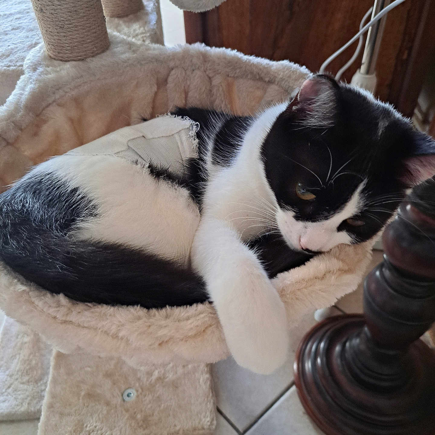 Aglaë a rejoint le concours — aidez-le/la à gagner de superbes lots ! animal, black_and_white, cat, cat_tree, cozy, curious, feline, fur, hammock, home, indoor, paw, pet, pet_accessory, relaxed, resting, soft, tile_floor, whiskers, wooden_furniture