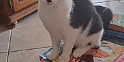 Aglaë a rejoint le concours — aidez-le/la à gagner de superbes lots ! animal, black_and_white, cat, close_up, curious, domestic, eyes, floor_tile, furniture, household, indoor, living_room, magazines, paw, pet, portrait, sitting, table, whiskers, wooden_cabinet