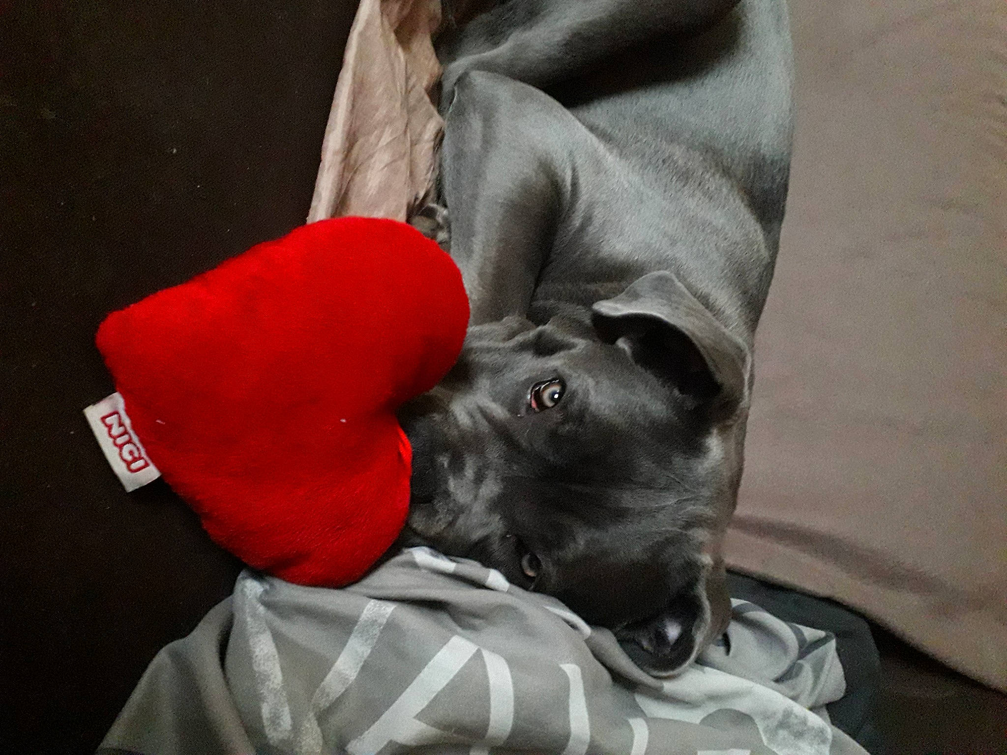 Saphire a rejoint le concours — aidez-le/la à gagner de superbes lots ! canidae, carmine, carnivore, comfort, companion_dog, dog, dog_breed, fur, gesture, grey, linens, monochrome_photography, non_sporting_group, sitting, snout, sporting_group, working_animal