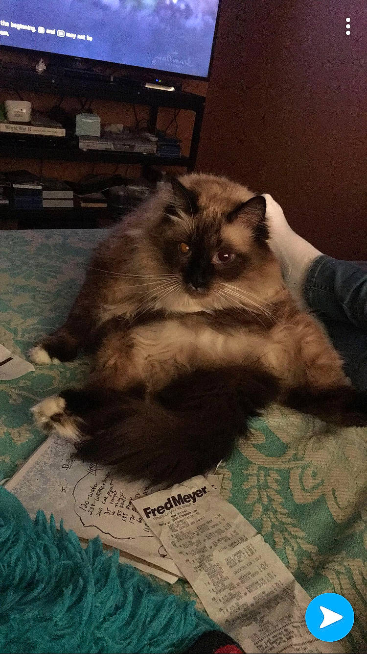 Rags is registered to the contest to win money with this photo: balinese, birman, carnivore, cat, domestic_long_haired_cat, fawn, felidae, himalayan, mammal, ragdoll, small_to_medium_sized_cats, whiskers