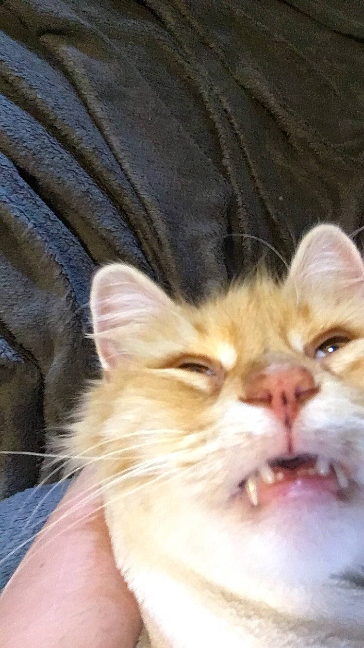 Orange Kitty is registered to the contest to win money with this photo: carnivore, cat, close_up, ear, eye, face, facial_expression, fawn, felidae, fur, head, kitten, mammal, mouth, norwegian_forest_cat, nose, persian, small_to_medium_sized_cats, snout, whiskers