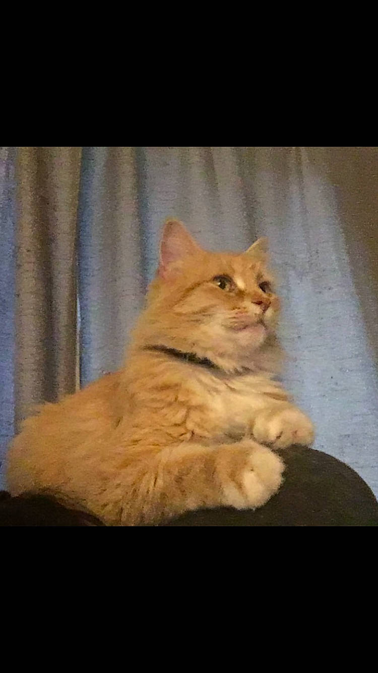 Orange Kitty is registered to the contest to win money with this photo: asian, carnivore, cat, cymric, domestic_long_haired_cat, domestic_short_haired_cat, european_shorthair, eye, felidae, fur, kitten, mammal, nose, paw, small_to_medium_sized_cats, snapshot, snout, tabby_cat, vertebrate, whiskers