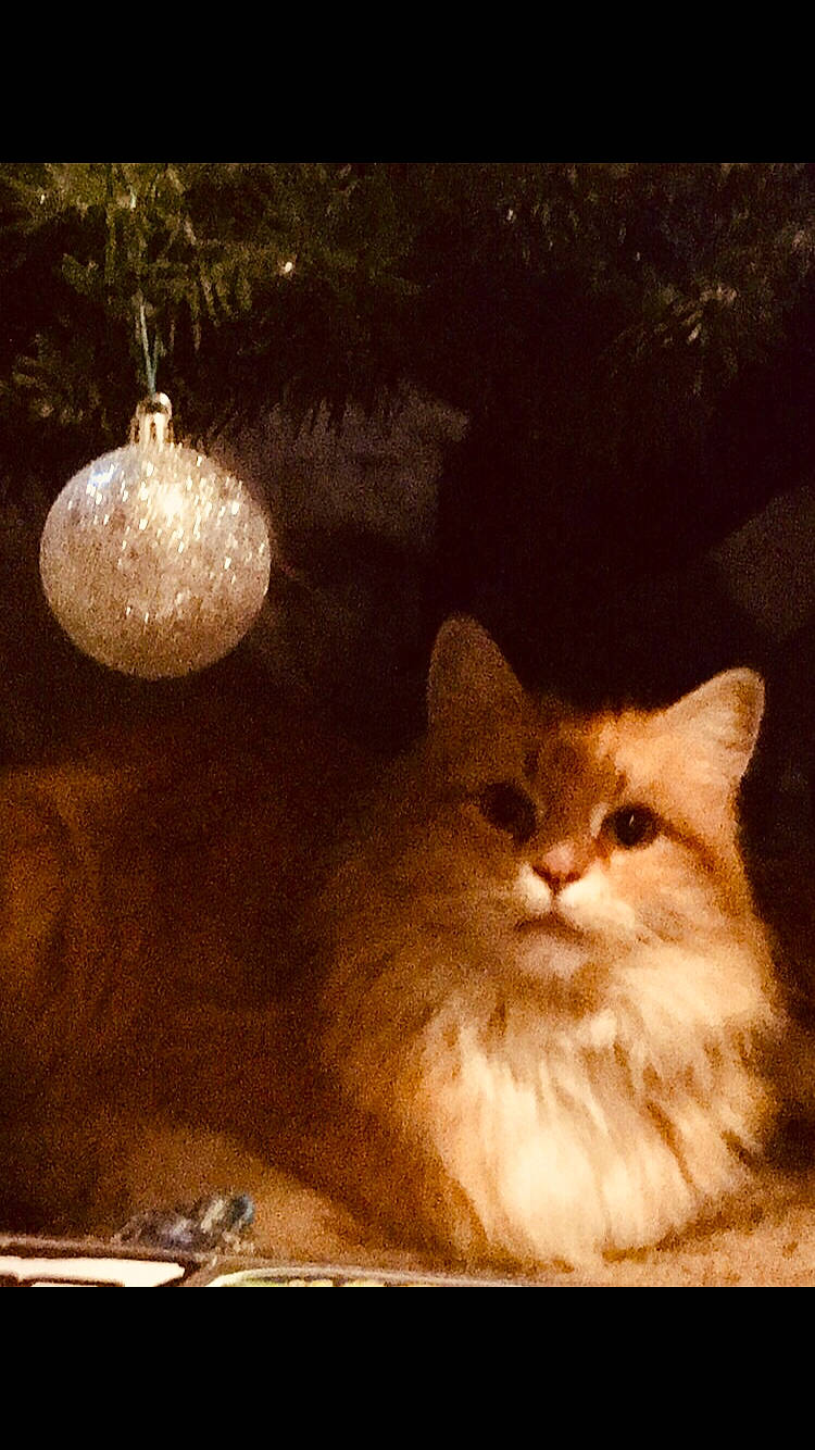 Orange Kitty is registered to the contest to win money with this photo: carnivore, cat, domestic_long_haired_cat, felidae, norwegian_forest_cat, persian, small_to_medium_sized_cats, still_life, tree, whiskers