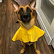 Keira joined the competition — help win amazing prizes! dog, german_shepherd, raincoat, yellow_clothing, pet, indoor, kitchen, wooden_floor, flooring, cabinet, appliance, ears, canine, animal, looking_up, brown_fur, black_fur, clothing, standing, domestic_animal