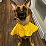 dog, german_shepherd, raincoat, yellow_clothing, pet, indoor, kitchen, wooden_floor, flooring, cabinet, appliance, ears, canine, animal, looking_up, brown_fur, black_fur, clothing, standing, domestic_animal