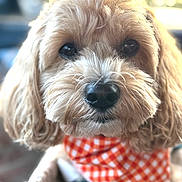 Mickey joined the competition — help win amazing prizes! dog, close_up, portrait, curly_fur, bandana, orange, white, checkered, pet, animal, cute, fur, face, eyes, nose, soft_focus, blurry_background, indoors, adorable, mammal