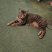 Blaze joined the competition — help win amazing prizes! animal, carpet, cat, ceramic_duck, curious, decor, domestic_animal, ears, feline, figurine, green_carpet, household, indoor, lying_down, paws, pet, relaxed, tabby_cat, tail, whiskers