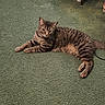 animal, carpet, cat, ceramic_duck, curious, decor, domestic_animal, ears, feline, figurine, green_carpet, household, indoor, lying_down, paws, pet, relaxed, tabby_cat, tail, whiskers