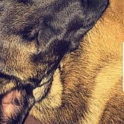 Odjy participe au concours pour gagner de l'argent avec cette photo : canidae, carnivore, dog_breed, ear, fawn, fur, nose, paw, puppy, skin, snout, tail, textile