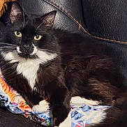 Castiel is registered to the contest to win money with this photo: cat, tuxedo_cat, black_and_white, fluffy, pet, animal, indoor, blanket, colorful, cartoon_print, leather_chair, resting, feline, whiskers, paws, looking_at_camera, cozy, close_up, domestic_cat, cute