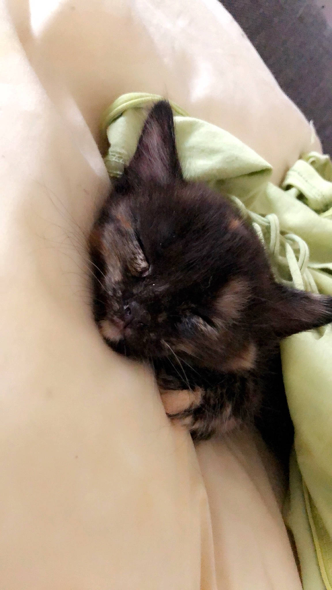 Nia participe au concours pour gagner de l'argent avec cette photo : asian, black_cat, carnivore, cat, claw, domestic_short_haired_cat, ear, fawn, felidae, fur, kitten, nap, skin, sleep, small_to_medium_sized_cats, snout, tail, whiskers