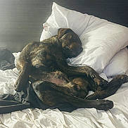 Diesel is registered to the contest to win money with this photo: dog, bed, pillow, blanket, white, brindle, fur, relaxed, lying_down, indoor, messy_bed, canine, pet, sleepy, resting, cozy, animal, comfort, looking, sideways