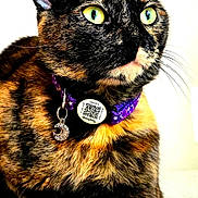 Penelope is registered to the contest to win money with this photo: cat, tortoiseshell, close_up, green_eyes, collar, charm, tag, purple_collar, fur, pet, animal, whiskers, ears, portrait, indoor, cute, domestic_cat, feline, alert, sitting