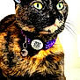 alert, animal, cat, charm, close_up, collar, cute, domestic_cat, ears, feline, fur, green_eyes, indoor, pet, portrait, purple_collar, sitting, tag, tortoiseshell, whiskers