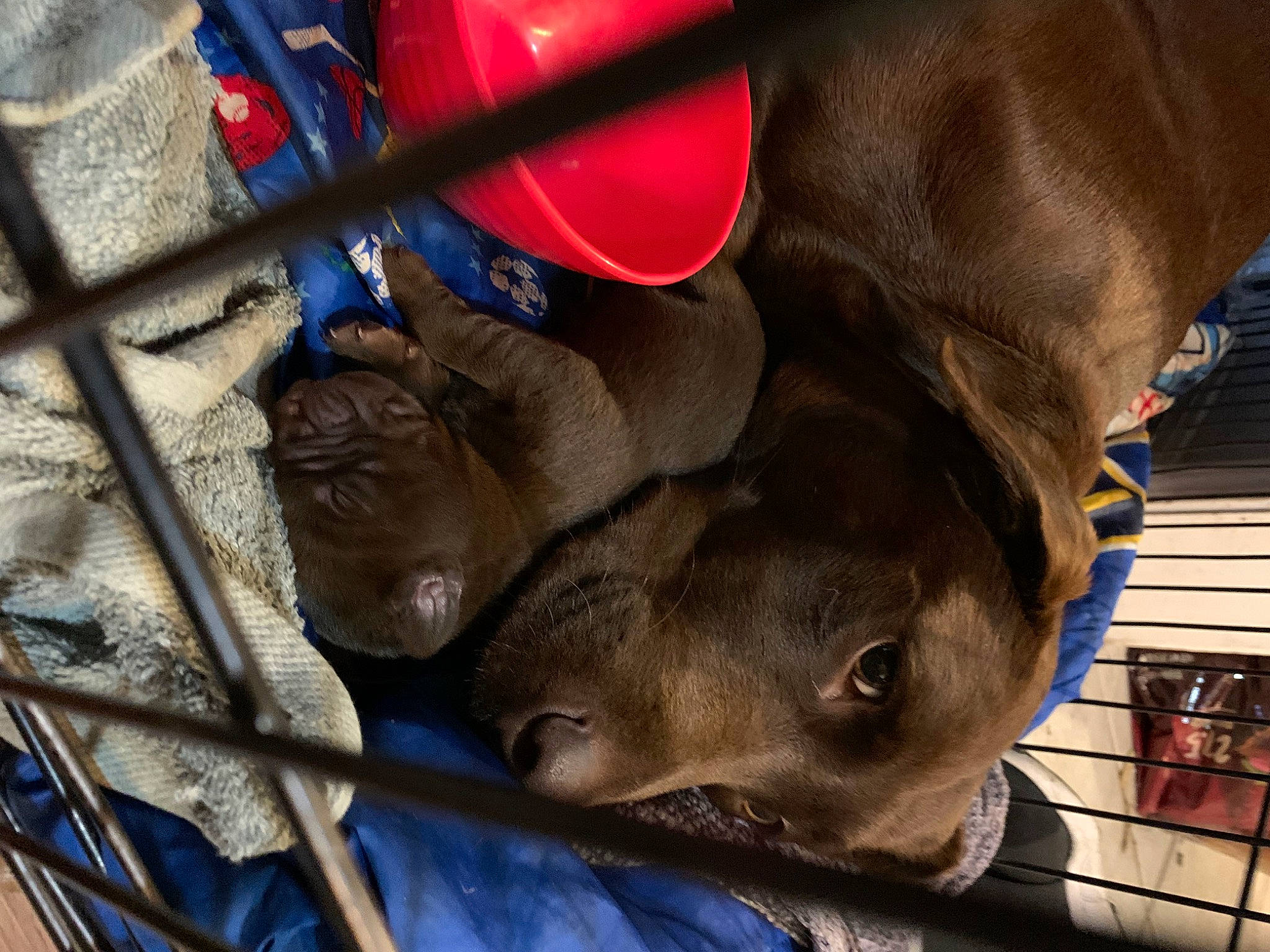 Lola joined the competition — help win amazing prizes! art, automotive_tire, carmine, carnivore, dog_breed, electric_blue, eye, fawn, felidae, guard_dog, hat, head, metal, sculpture, snout, sporting_group, statue, wood, working_animal, wrinkle