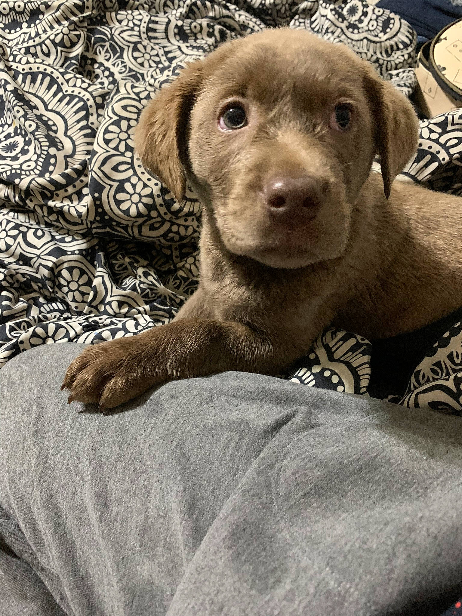 Birdie is registered to the contest to win money with this photo: canidae, carnivore, comfort, companion_dog, dog, dog_breed, fawn, fur, grey, gun_dog, liver, monochrome, monochrome_photography, puppy, snout, sporting_group, terrestrial_animal, whiskers, wood, working_animal