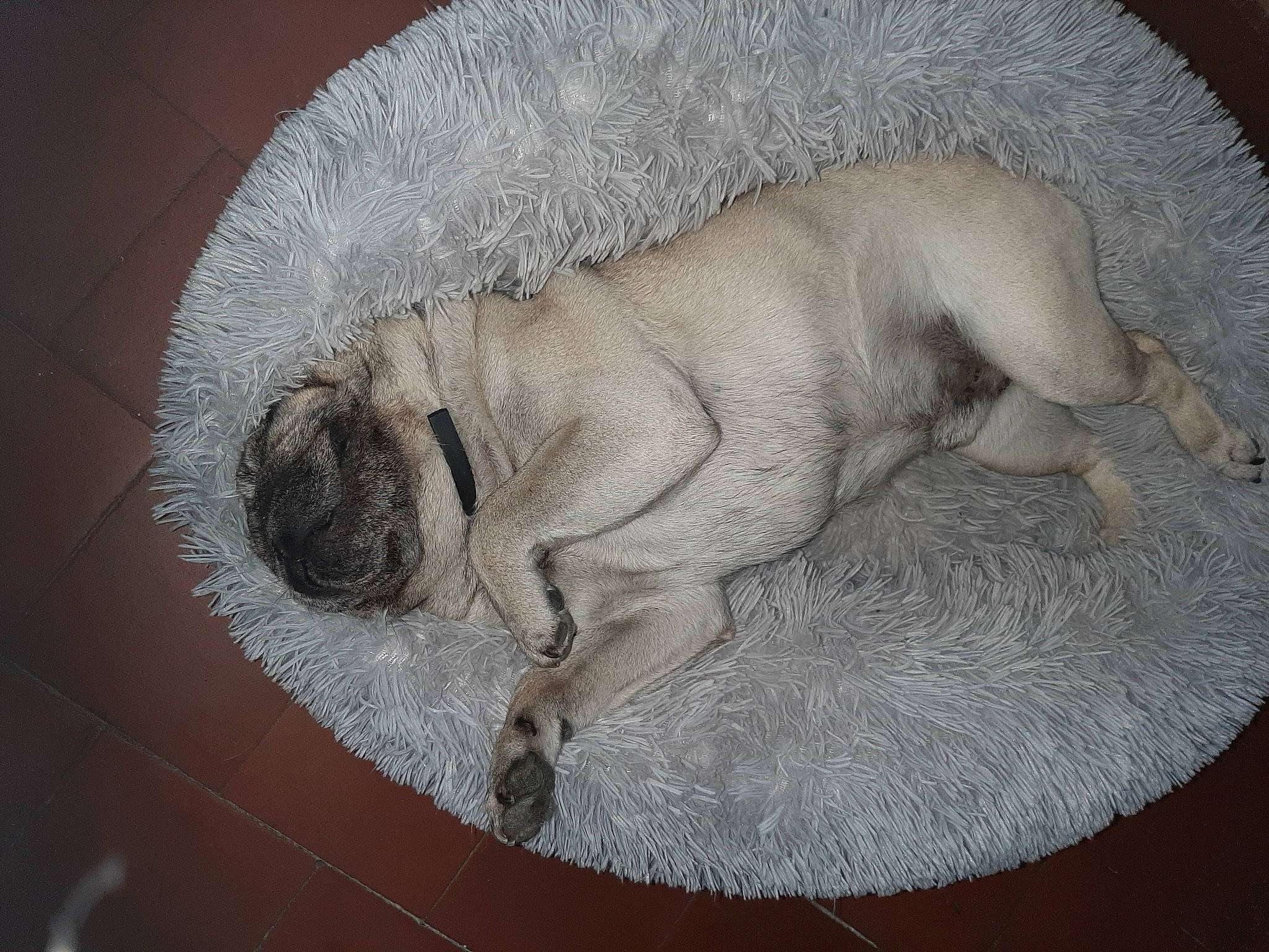 Gus participe au concours pour gagner de l'argent avec cette photo : art, canidae, carnivore, comfort, companion_dog, dog, dog_breed, fawn, fur, grey, linens, nap, paw, sleep, snout, sporting_group, tail, terrestrial_animal, working_animal, wrinkle