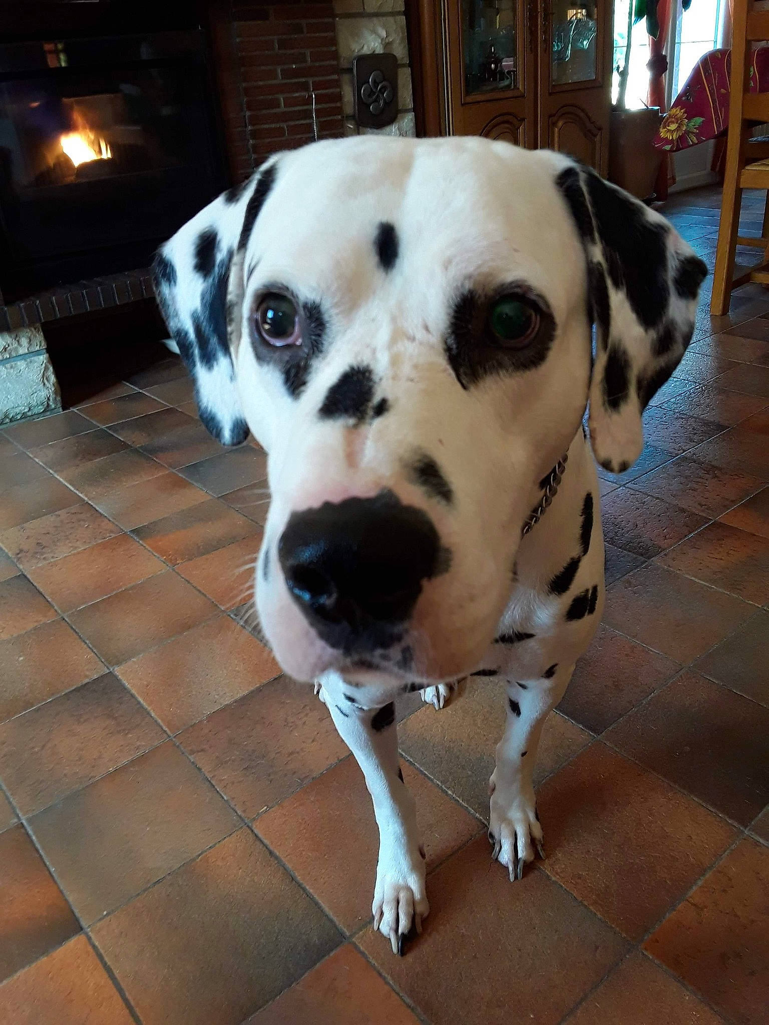 Ricky participe au concours pour gagner de l'argent avec cette photo : canidae, carnivore, collar, companion_dog, dalmatian, dog, dog_breed, dog_supply, fawn, floor, flooring, fur, lamp, pet_supply, snout, sporting_group, tile, whiskers, working_animal, working_dog