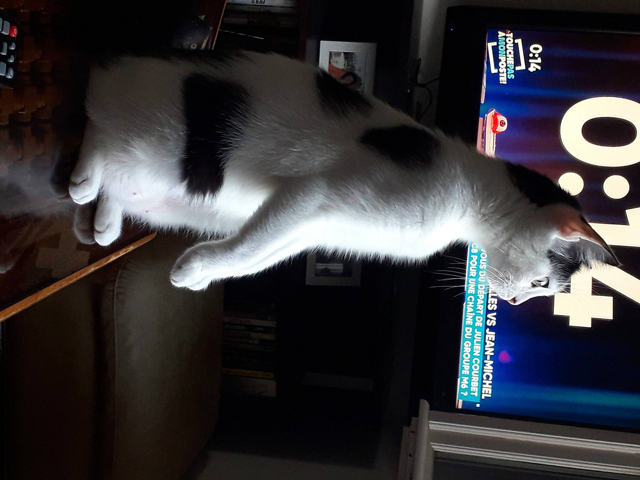 Sushi participe au concours pour gagner de l'argent avec cette photo : carnivore, cat, display_device, domestic_short_haired_cat, felidae, fur, led_backlit_lcd_display, paw, small_to_medium_sized_cats, snapshot, snout, tail, vertebrate, whiskers