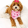dog, puppy, brown, white, bow, bandana, pink, cute, pet, animal, fluffy, cushion, resting, indoor, portrait, adorable, soft, fur, looking, lying_down