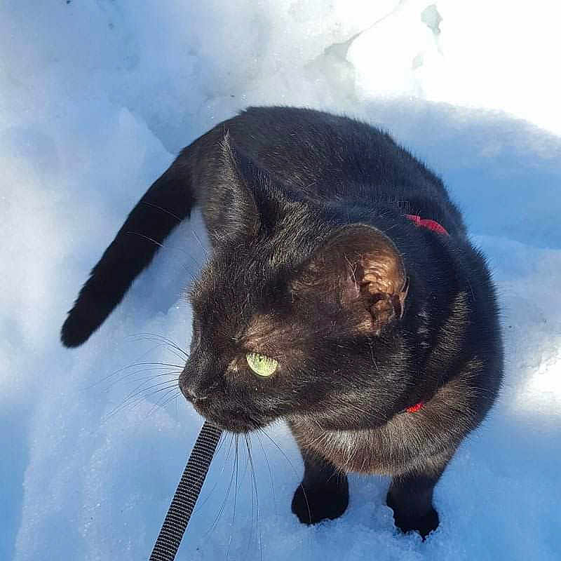 Mikado a rejoint le concours — aidez-le/la à gagner de superbes lots ! black_cat, carnivore, cat, eye, felidae, fur, photography, sky, small_to_medium_sized_cats, snout, whiskers