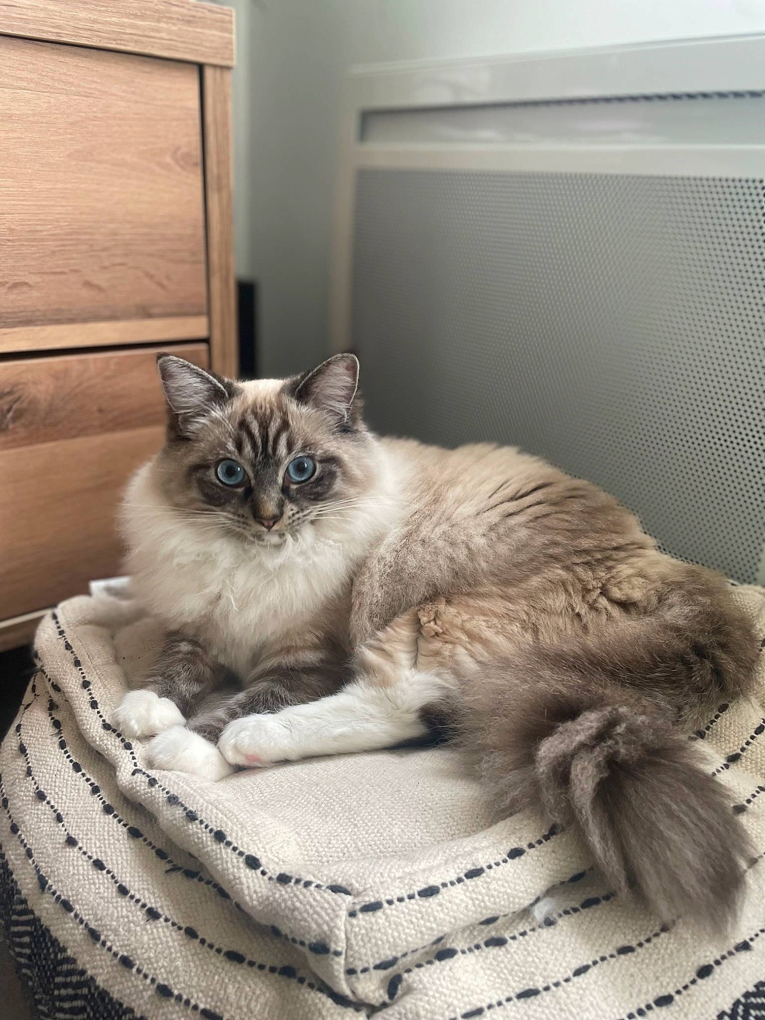 Tania participe au concours pour gagner de l'argent avec cette photo : birman, carnivore, cat, cat_supply, comfort, domestic_short_haired_cat, door, fawn, felidae, fur, grey, ragdoll, siamese, sitting, small_to_medium_sized_cats, snout, tail, whiskers, window, wood
