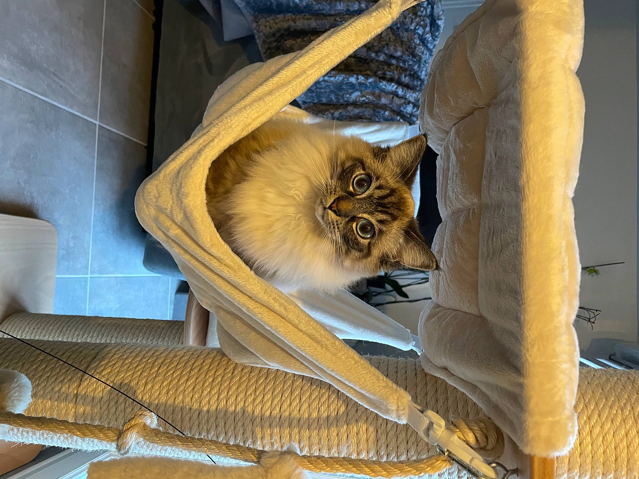 Tania a rejoint le concours — aidez-le/la à gagner de superbes lots ! carnivore, cat, ceiling, comfort, domestic_short_haired_cat, fawn, felidae, fur, metal, room, small_to_medium_sized_cats, tail, terrestrial_animal, twig, whiskers, wildlife, window, wood