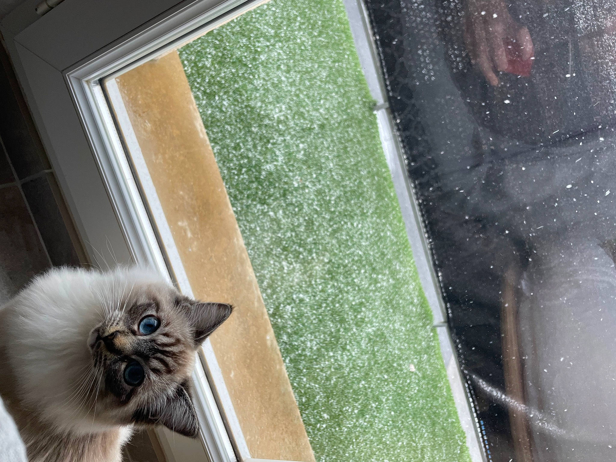 Tania a rejoint le concours — aidez-le/la à gagner de superbes lots ! birman, carnivore, cat, domestic_short_haired_cat, fawn, felidae, flooring, fur, glass, grass, hood, plant, siamese, small_to_medium_sized_cats, tail, tints_and_shades, vehicle_door, whiskers, window, wood