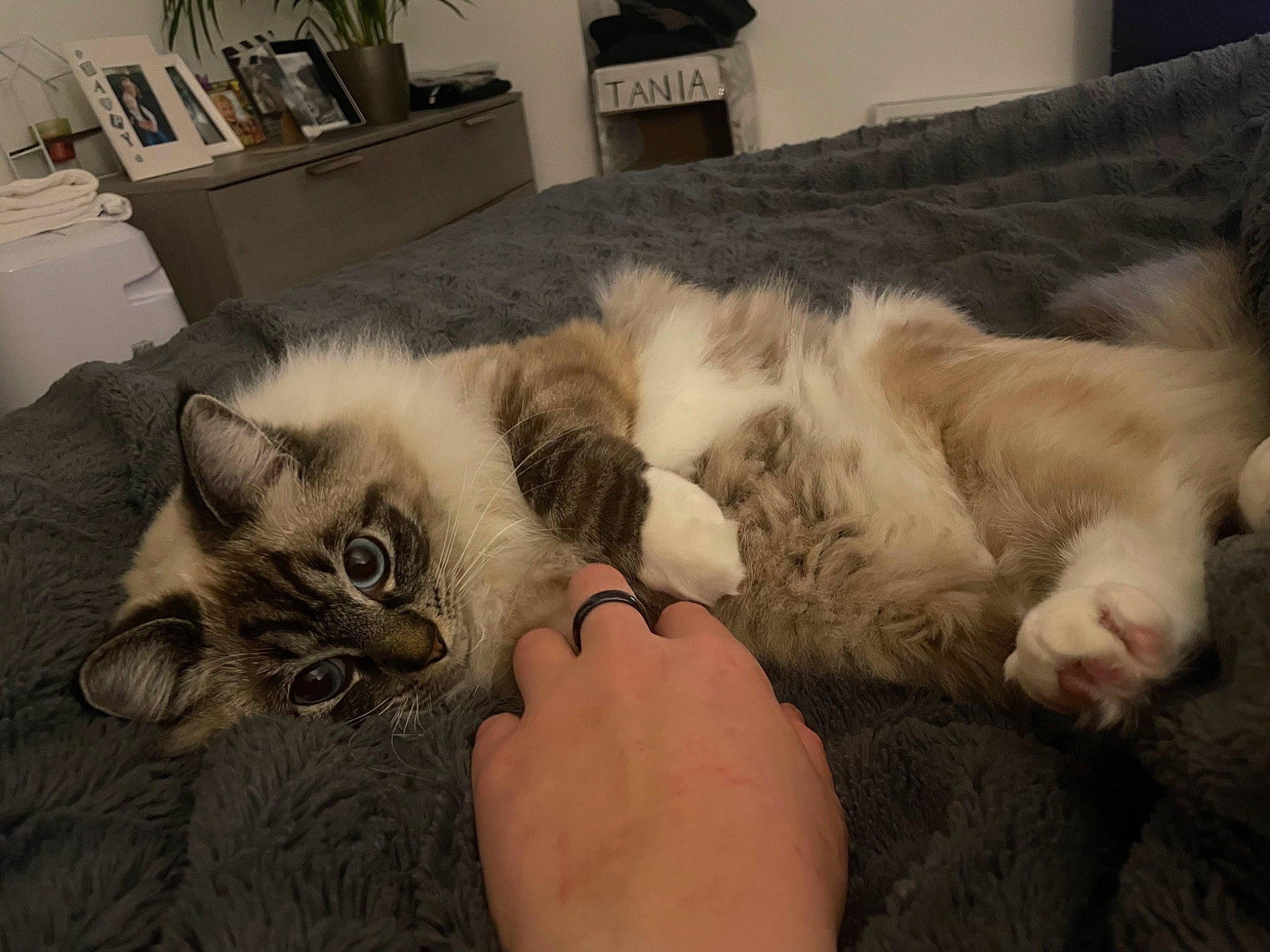 Tania participe au concours pour gagner de l'argent avec cette photo : carnivore, cat, claw, comfort, companion_dog, domestic_short_haired_cat, ear, fawn, felidae, flooring, foot, fur, nail, nap, paw, picture_frame, small_to_medium_sized_cats, snout, tail, whiskers