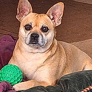 Ginger is registered to the contest to win money with this photo: dog, pet, mixed_breed, tan_coat, green_ball, toy, blanket, couch, indoor, portrait, big_ears, looking_at_camera, paws, nose, eyes, close_up, living_room, resting, cushion, furry
