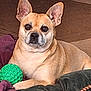 dog, pet, mixed_breed, tan_coat, green_ball, toy, blanket, couch, indoor, portrait, big_ears, looking_at_camera, paws, nose, eyes, close_up, living_room, resting, cushion, furry