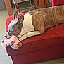 Pablo a rejoint le concours — aidez-le/la à gagner de superbes lots ! dog, brindle, white, couch, red_couch, plush_toy, indoor, floor, tile_floor, relaxed, pet, resting, furniture, living_room, ears, snout, animal, household, cozy, laying_down