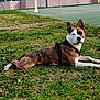 Pablo participe au concours pour gagner de l'argent avec cette photo : dog, grass, outdoor, pet, animal, canine, park, fence, harness, sport_court, greenery, alert, lying_down, daylight, ears_up, brown_and_white, animal_portrait, nature, resting, watchful