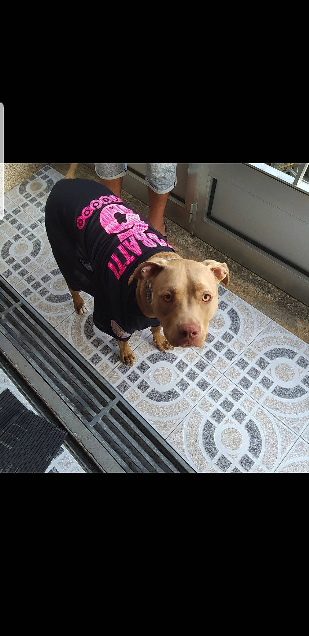 Orya participe au concours pour gagner de l'argent avec cette photo : canidae, carnivore, collar, companion_dog, dog, dog_breed, dog_clothes, dog_supply, fawn, floor, flooring, font, linens, pattern, pet_supply, rectangle, sleeve, snout, sporting_group, working_animal