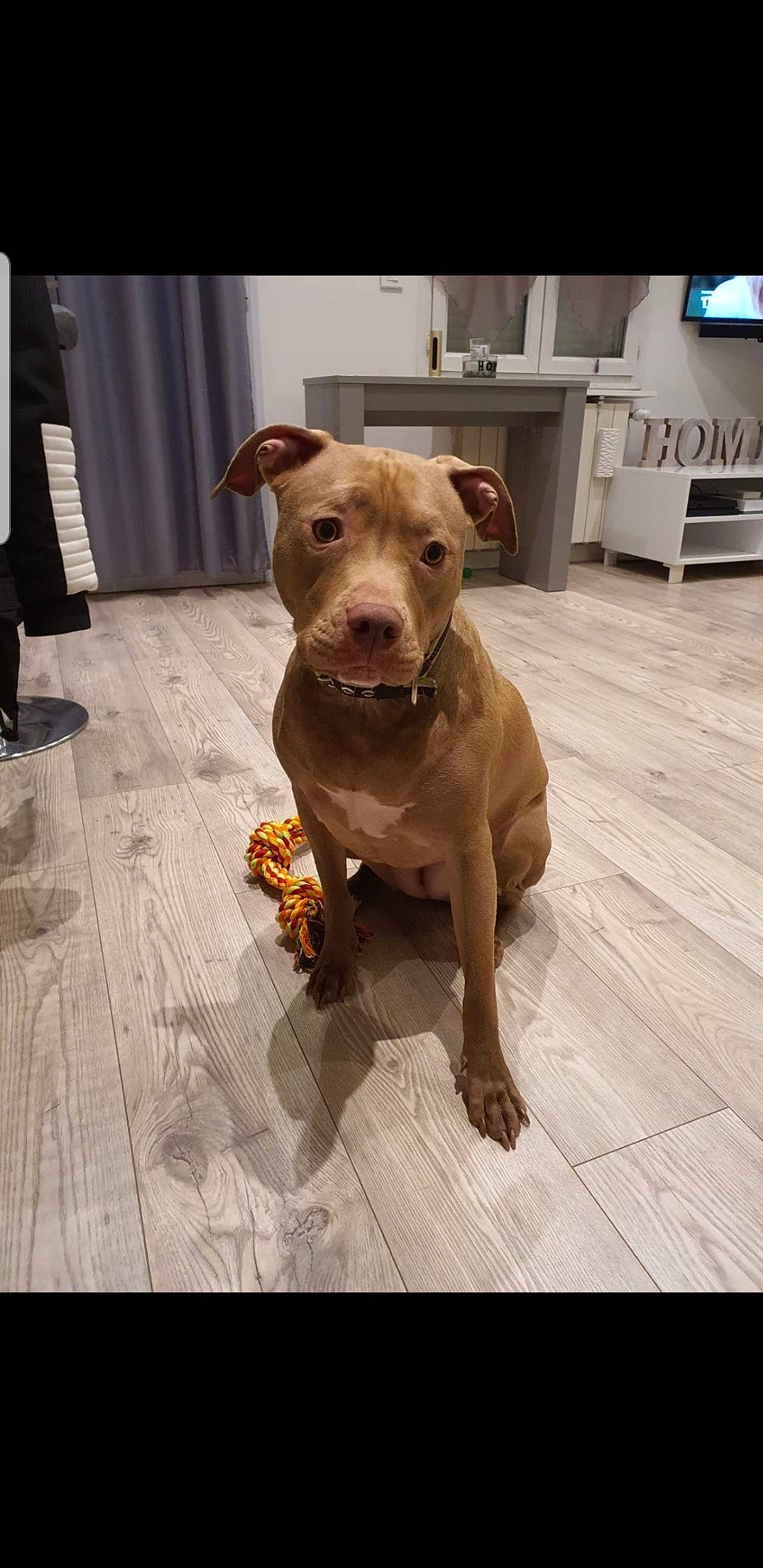 Orya a rejoint le concours — aidez-le/la à gagner de superbes lots ! canidae, carnivore, collar, companion_dog, dog, dog_breed, dog_clothes, dog_collar, dog_supply, drawer, fawn, flooring, hardwood, liver, pet_supply, printer, snout, sporting_group, wood, working_animal