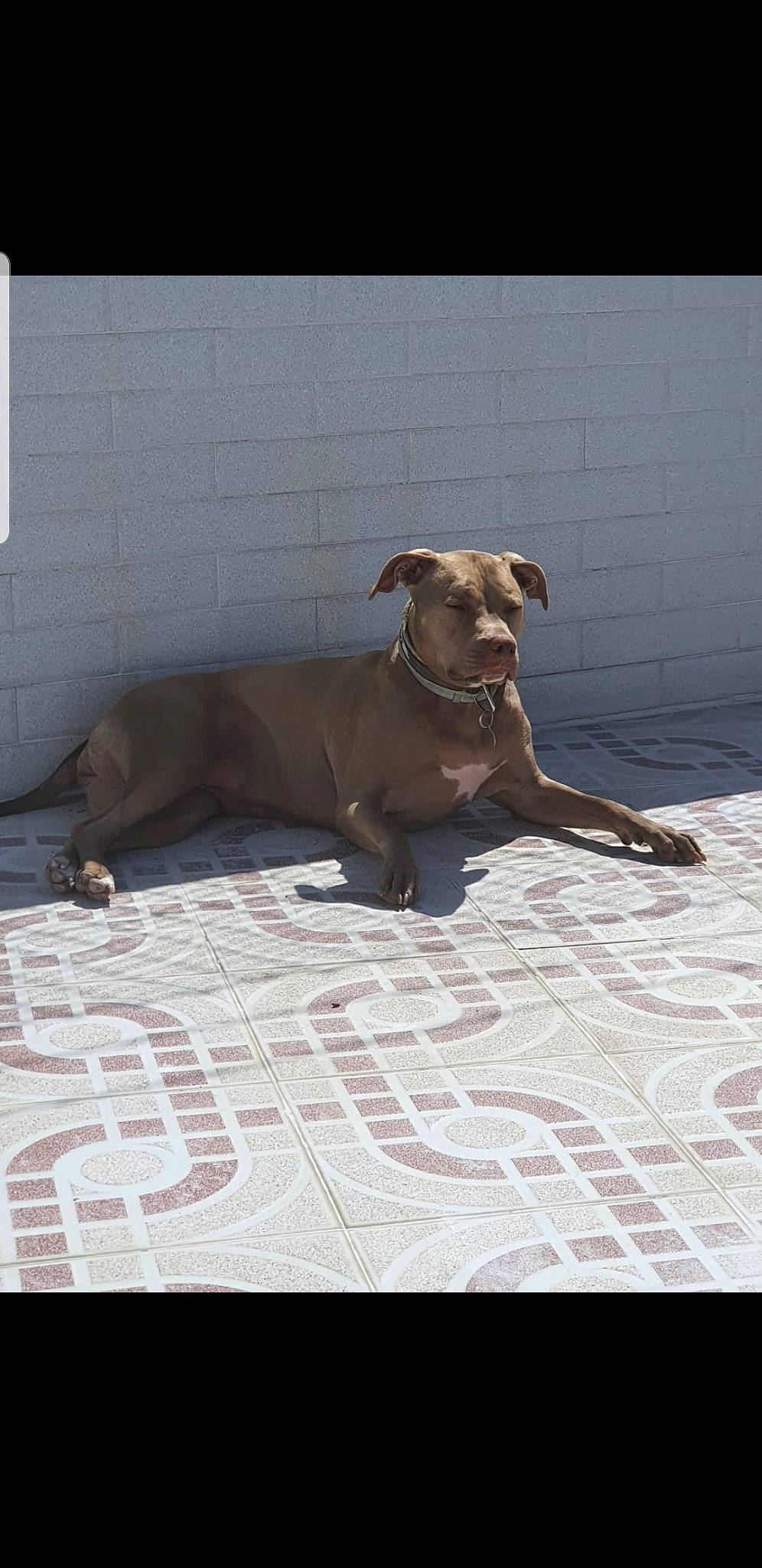 Orya a rejoint le concours — aidez-le/la à gagner de superbes lots ! carnivore, collar, companion_dog, dog, dog_breed, dog_collar, dog_supply, fawn, floor, flooring, grey, liver, pet_supply, road_surface, sidewalk, snout, tail, terrestrial_animal, wood, working_animal