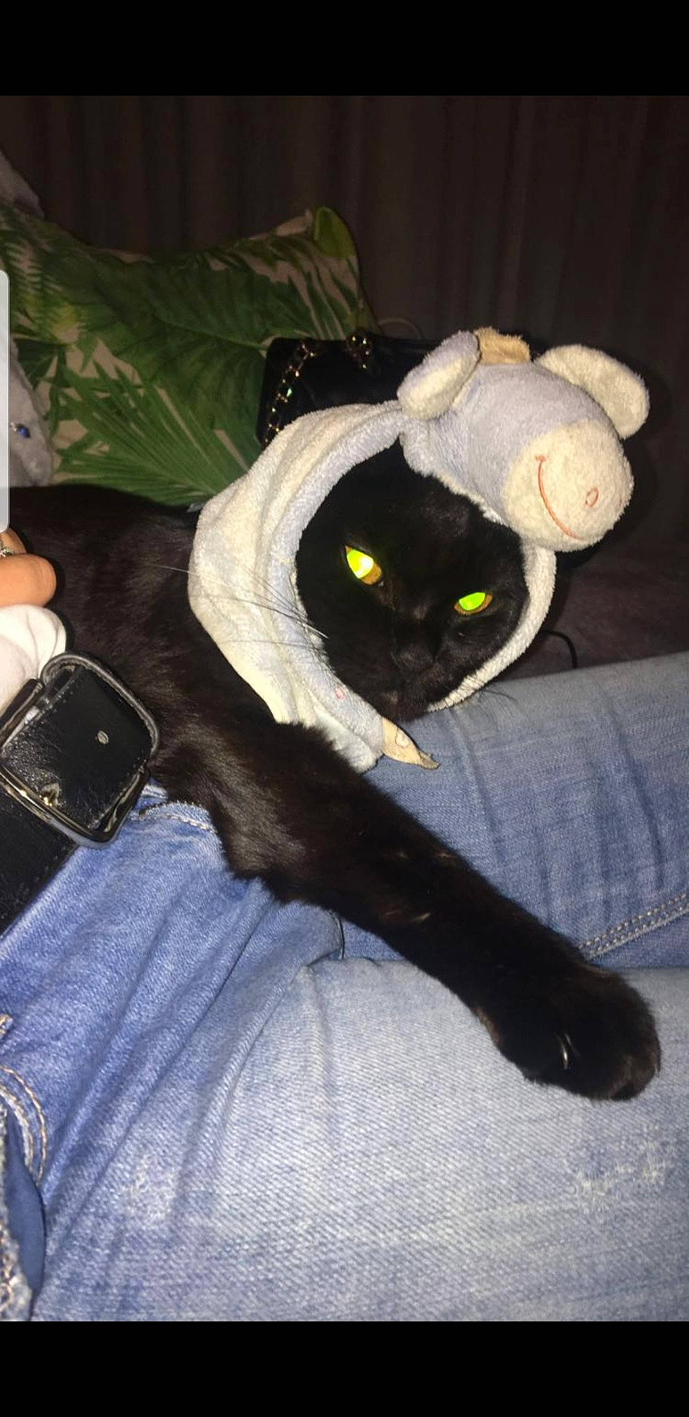 Snipy participe au concours pour gagner de l'argent avec cette photo : bag, black_cat, carnivore, cat, cat_bed, claw, comfort, domestic_short_haired_cat, felidae, fur, grey, human_leg, linens, paw, plant, small_to_medium_sized_cats, tail, thigh, vegetable, whiskers