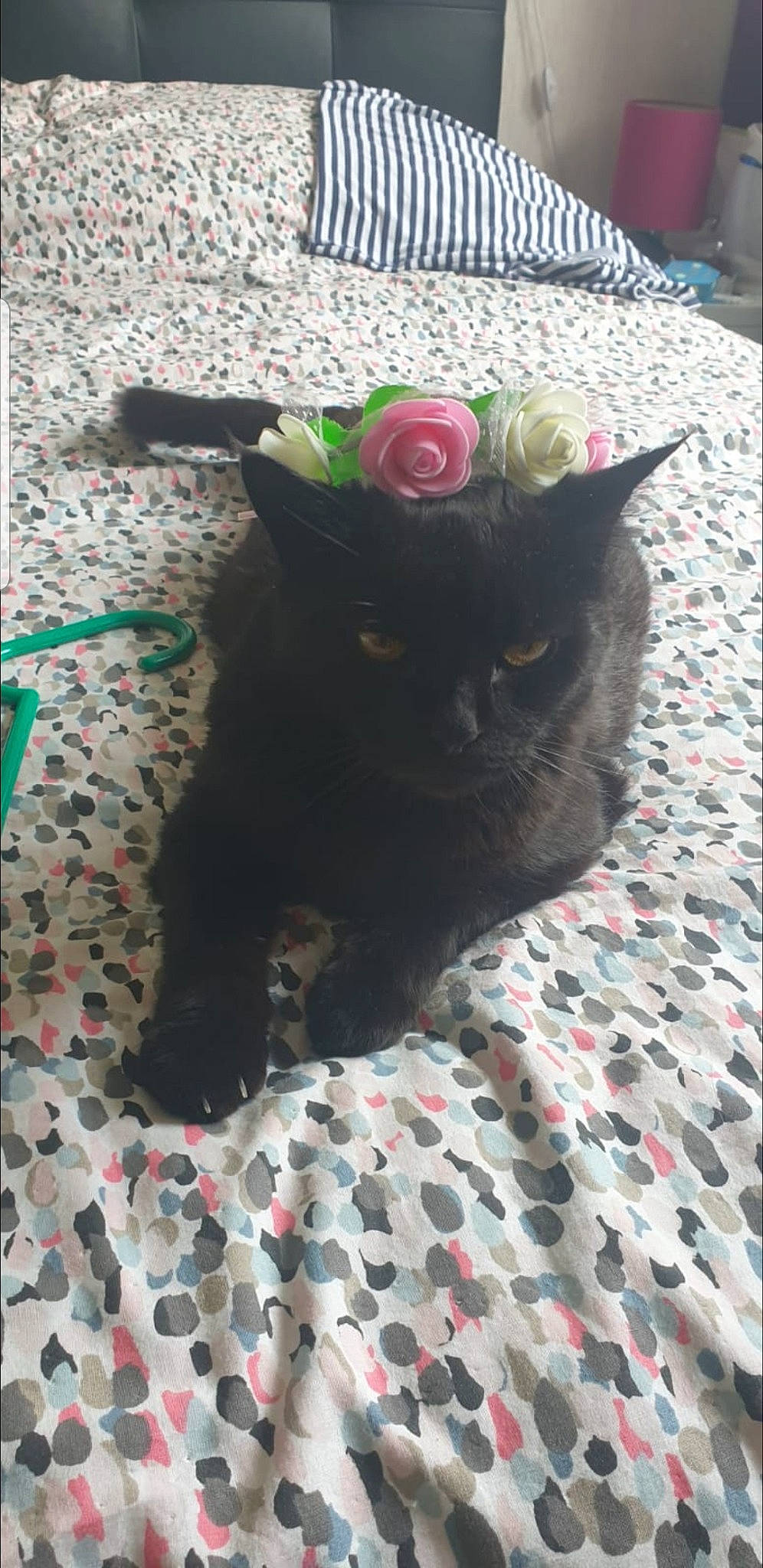 Snipy participe au concours pour gagner de l'argent avec cette photo : black_cat, bombay, canidae, carnivore, cat, claw, comfort, costume_hat, dog_breed, domestic_short_haired_cat, fawn, felidae, flooring, fur, grey, pattern, plant, small_to_medium_sized_cats, tail, whiskers