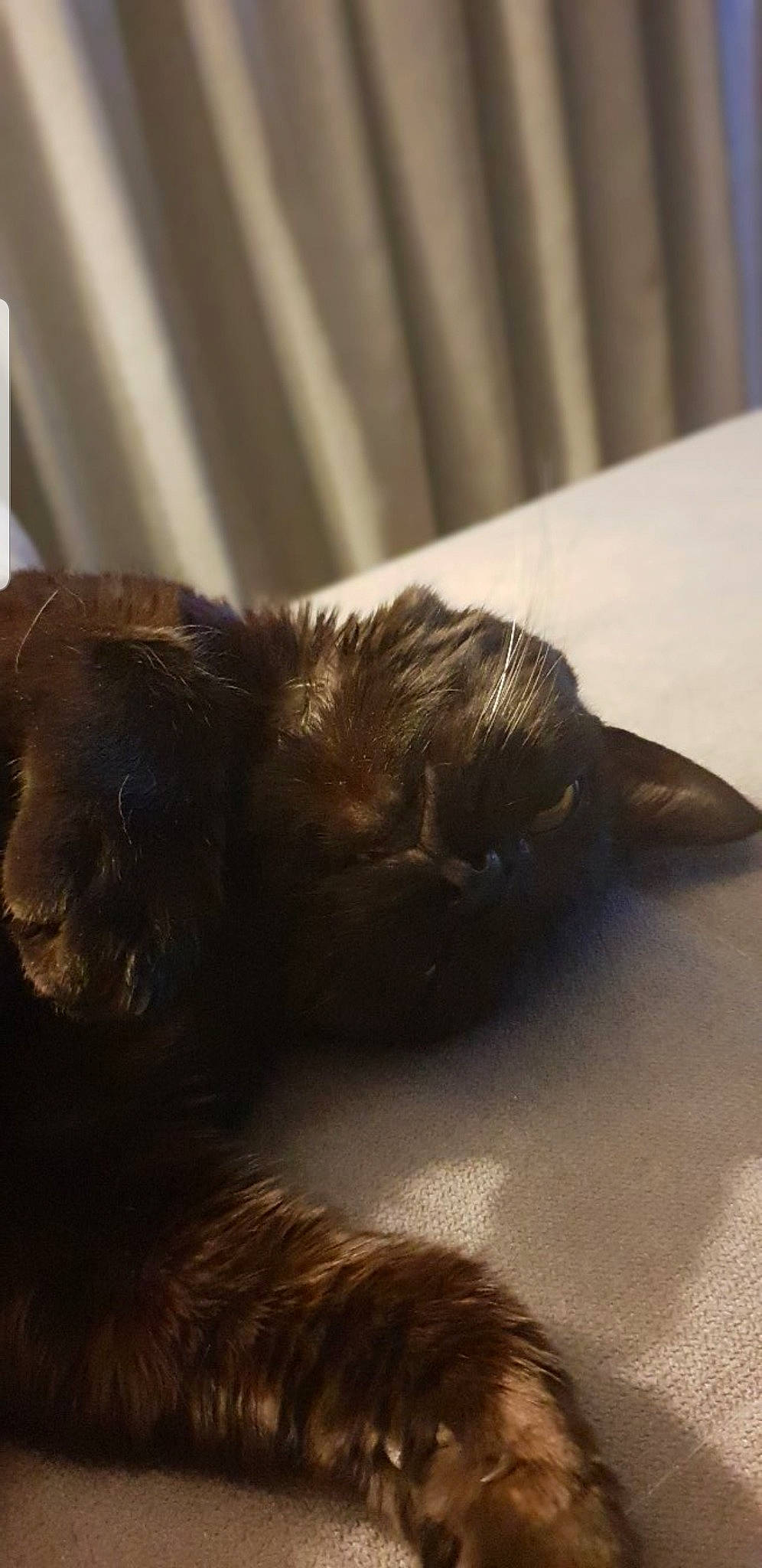 Snipy participe au concours pour gagner de l'argent avec cette photo : brown, carnivore, cat, comfort, dog_breed, fawn, felidae, fur, hardwood, liver, paw, small_to_medium_sized_cats, snout, sporting_group, tail, terrestrial_animal, tints_and_shades, vertebrate, whiskers, wood