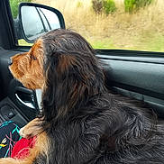 Aiko a rejoint le concours — aidez-le/la à gagner de superbes lots ! dog, pet, car_interior, window, side_mirror, fur, black_fur, brown_fur, lap, person, nature, grass, trees, road_trip, travel, relaxation, inside_car, looking_out, animal, companion