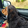 animal, black_fur, brown_fur, car_interior, companion, dog, fur, grass, inside_car, lap, looking_out, nature, person, pet, relaxation, road_trip, side_mirror, travel, trees, window