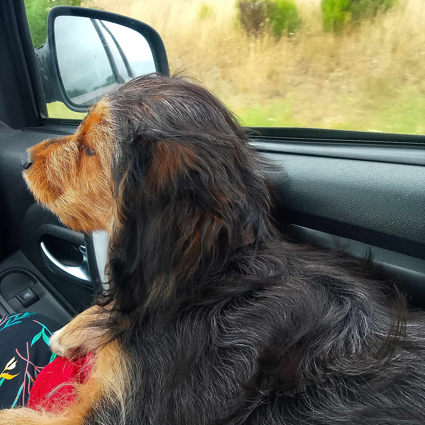 Aiko a rejoint le concours — aidez-le/la à gagner de superbes lots ! animal, black_fur, brown_fur, car_interior, companion, dog, fur, grass, inside_car, lap, looking_out, nature, person, pet, relaxation, road_trip, side_mirror, travel, trees, window
