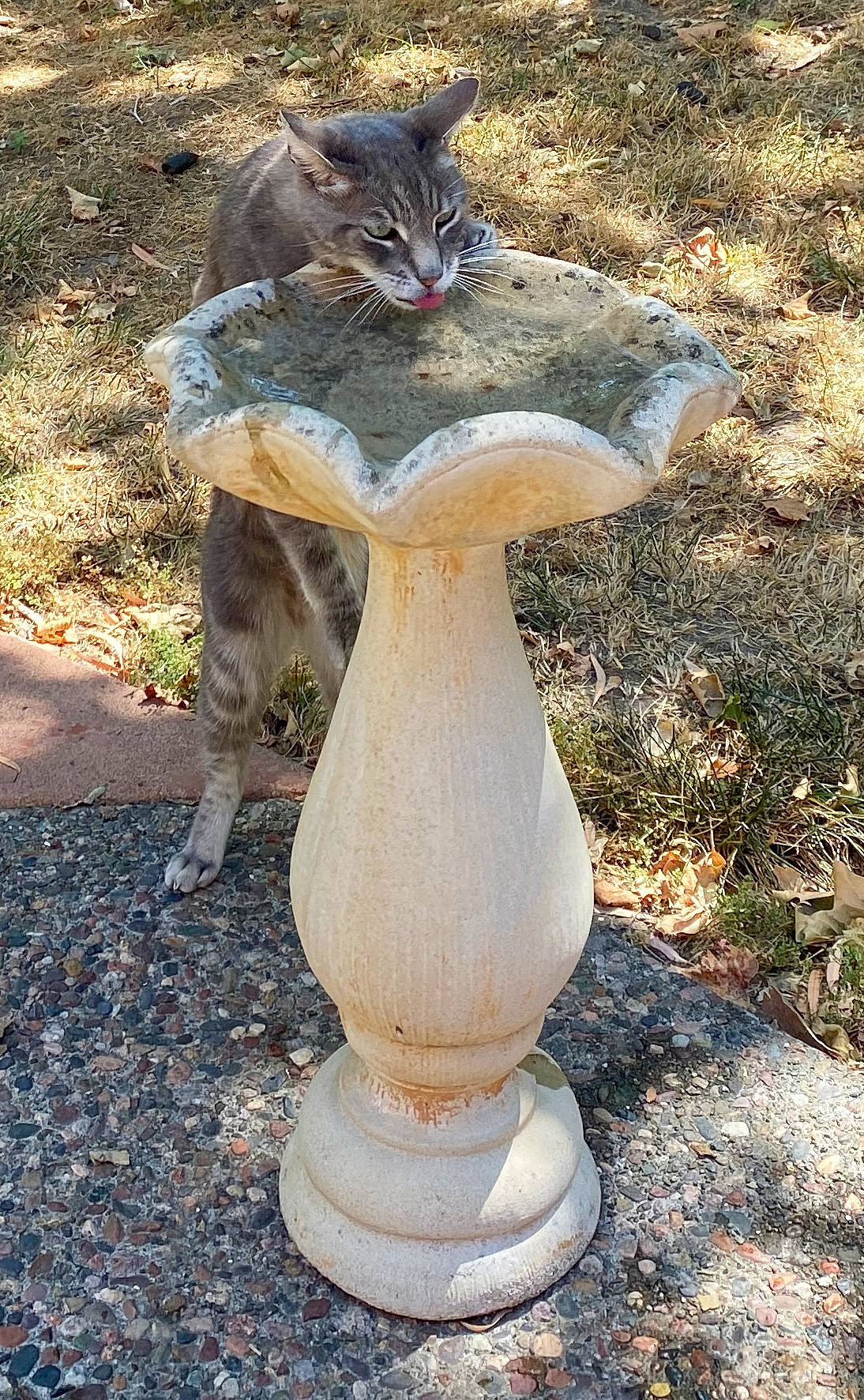 Jingles joined the competition — help win amazing prizes! art, artifact, carnivore, cat, concrete, domestic_short_haired_cat, fawn, felidae, fur, grass, groundcover, lawn_ornament, pedestal, road_surface, small_to_medium_sized_cats, tail, terrestrial_animal, tree, trunk, whiskers