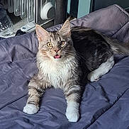 Ares a rejoint le concours — aidez-le/la à gagner de superbes lots ! cat, maine_coon, tongue_out, indoor, bed, blanket, gray, fur, playful, pet, animal, whiskers, ears, paws, resting, cozy, radiator, water_bottle, fur_pattern, cute