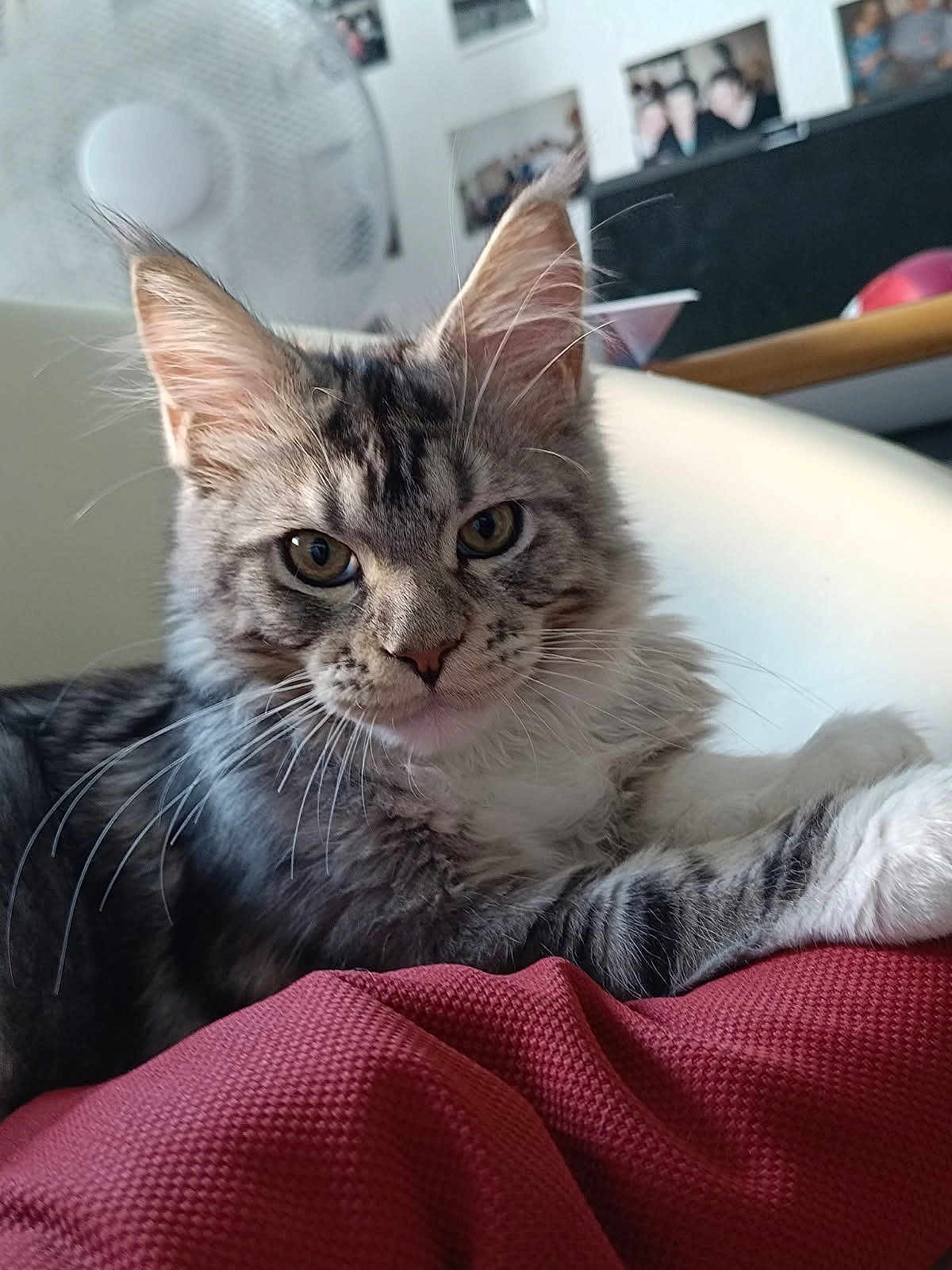 Ares