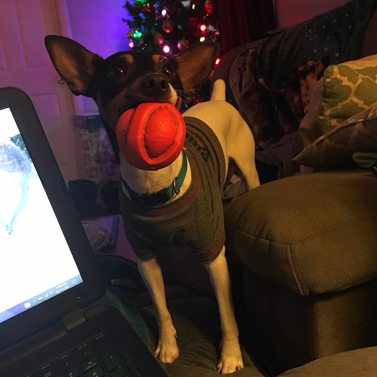 Toby